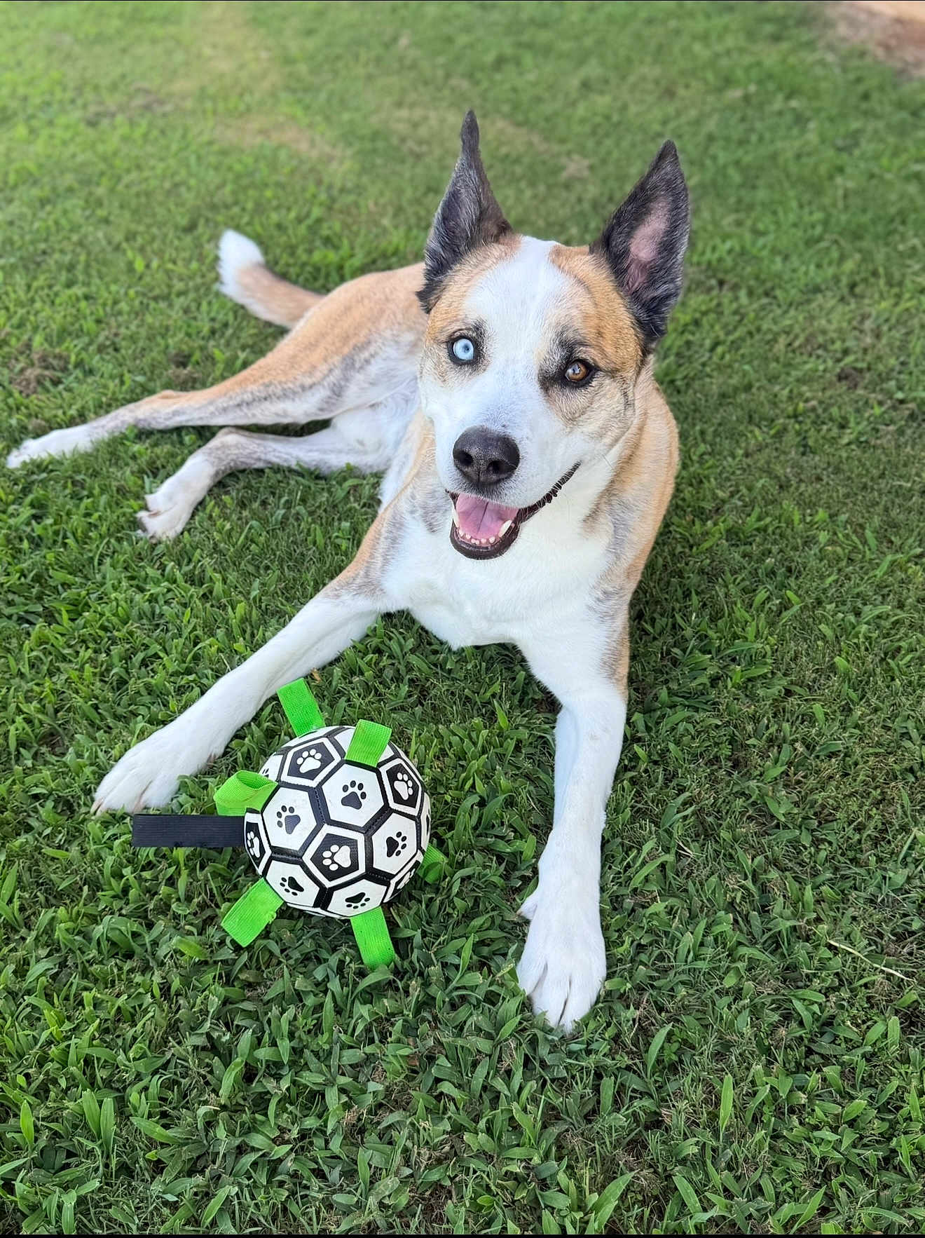 Asher joined the competition — help win amazing prizes! animal, canine, dog, ears, fur, grass, green, happy, heterochromia, lying_down, mouth_open, nature, outdoor, paw_print, pet, playful, soccer_ball, summer, tongue, toy