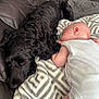 Layla joined the competition — help win amazing prizes! baby, dog, black_dog, blanket, couch, leather, sleeping, napping, resting, infant, white_clothing, indoor, cozy, comfort, closeup, side_view, fur, skin, pacifier, quiet
