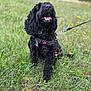 Layla joined the competition — help win amazing prizes! dog, black_dog, curly_hair, leash, harness, grass, flowers, outdoor, pet, canine, happy, panting, nature, field, summer, tongue_out, sitting, animal, playful, greenery