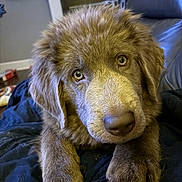 Hemisphere Dancer joined the competition — help win amazing prizes! adorable, blanket, brown_dog, canine, close_up, couch, dog, eyes, fluffy, fur, indoor, living_room, muzzle, nose, paws, pet, portrait, puppy, relaxed, young