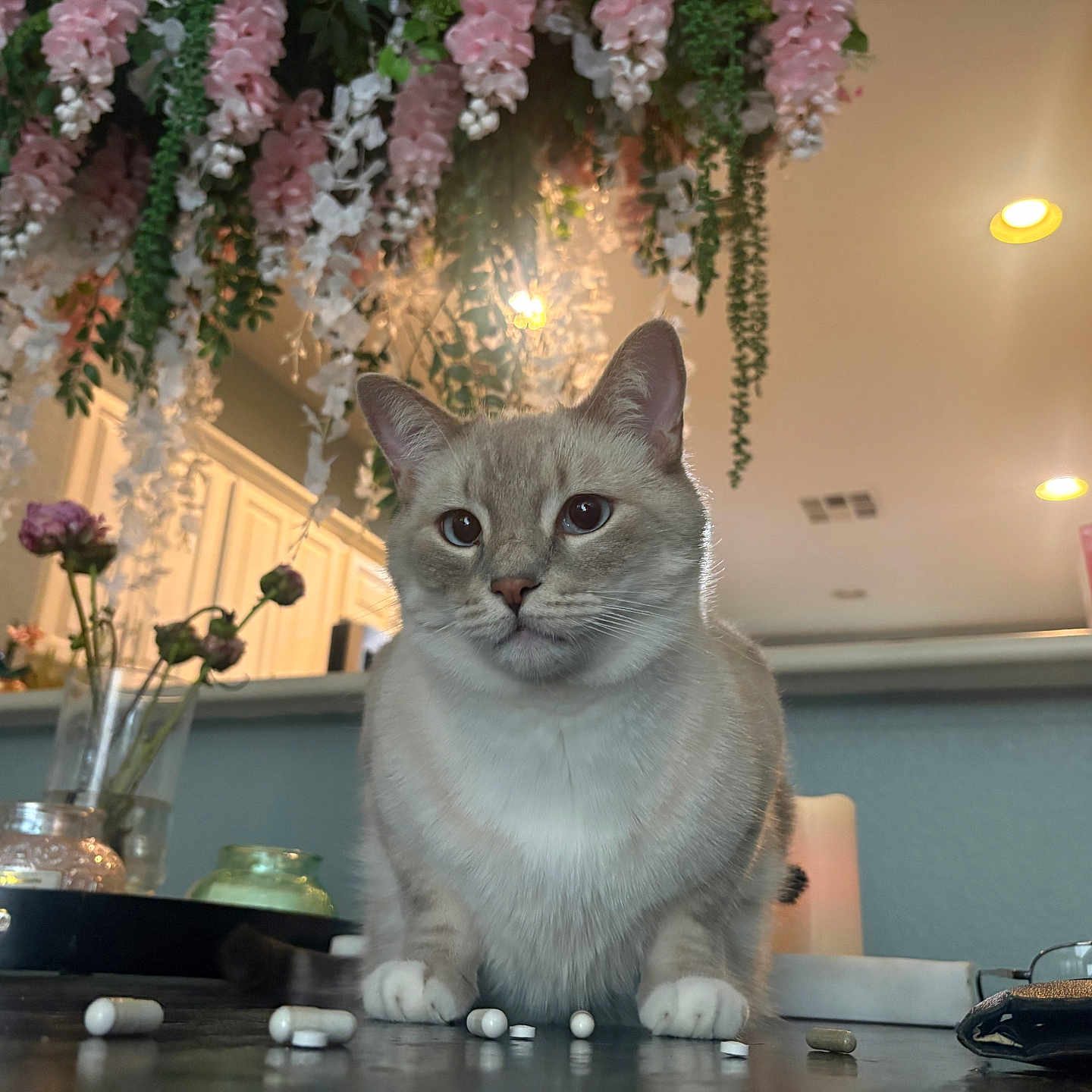 Domo is registered to the contest to win money with this photo: cat, indoor, table, pills, flowers, hanging_flowers, vase, decor, lighting, curious, feline, pet, domestic_animal, cozy, kitchen, countertop, white_paws, expression, soft_fur, houseplant