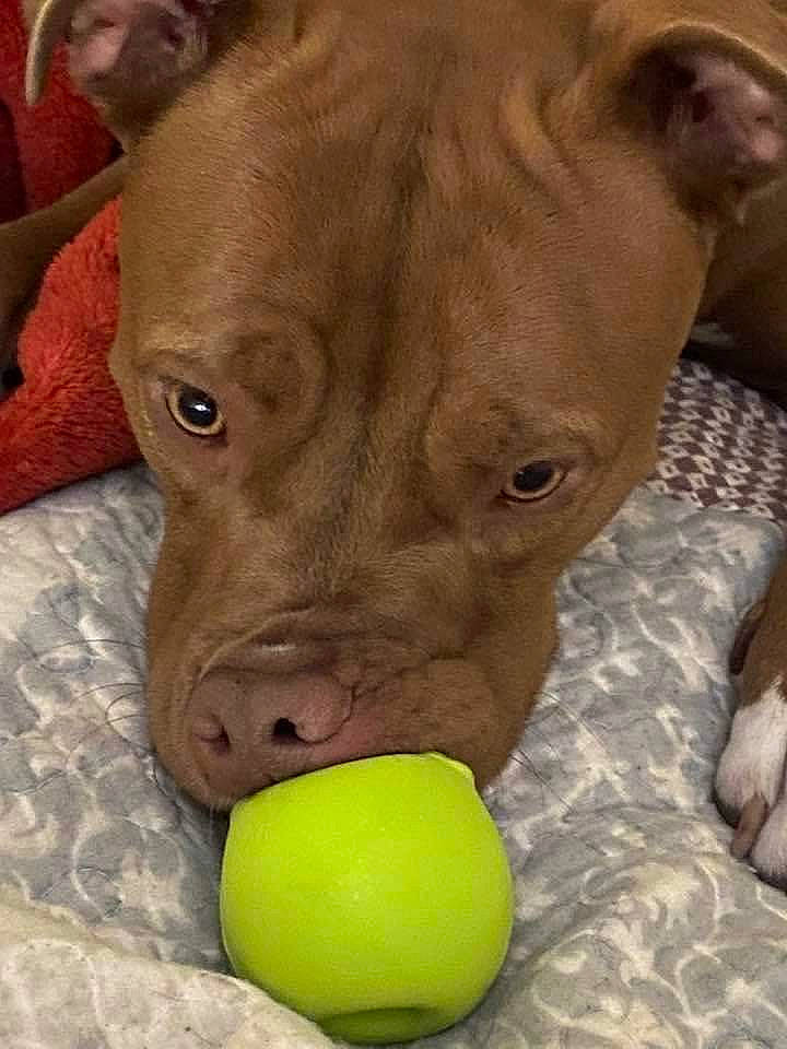 Ruby is registered to the contest to win money with this photo: ancient_dog_breeds, ball, carnivore, companion_dog, dog, dog_breed, dog_supply, dog_toy, fawn, liver, pet_supply, snout, sporting_group, sports_equipment, sports_toy, tennis_ball, terrestrial_animal, whiskers, working_animal, wrinkle