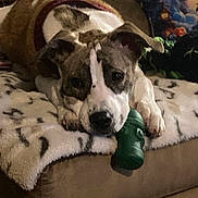 Toya is registered to the contest to win money with this photo: dog, animal, pet, couch, blanket, toy, indoor, cozy, brown, white, sweater, resting, paws, snout, ears, fur, home, comfort, relaxed, cute