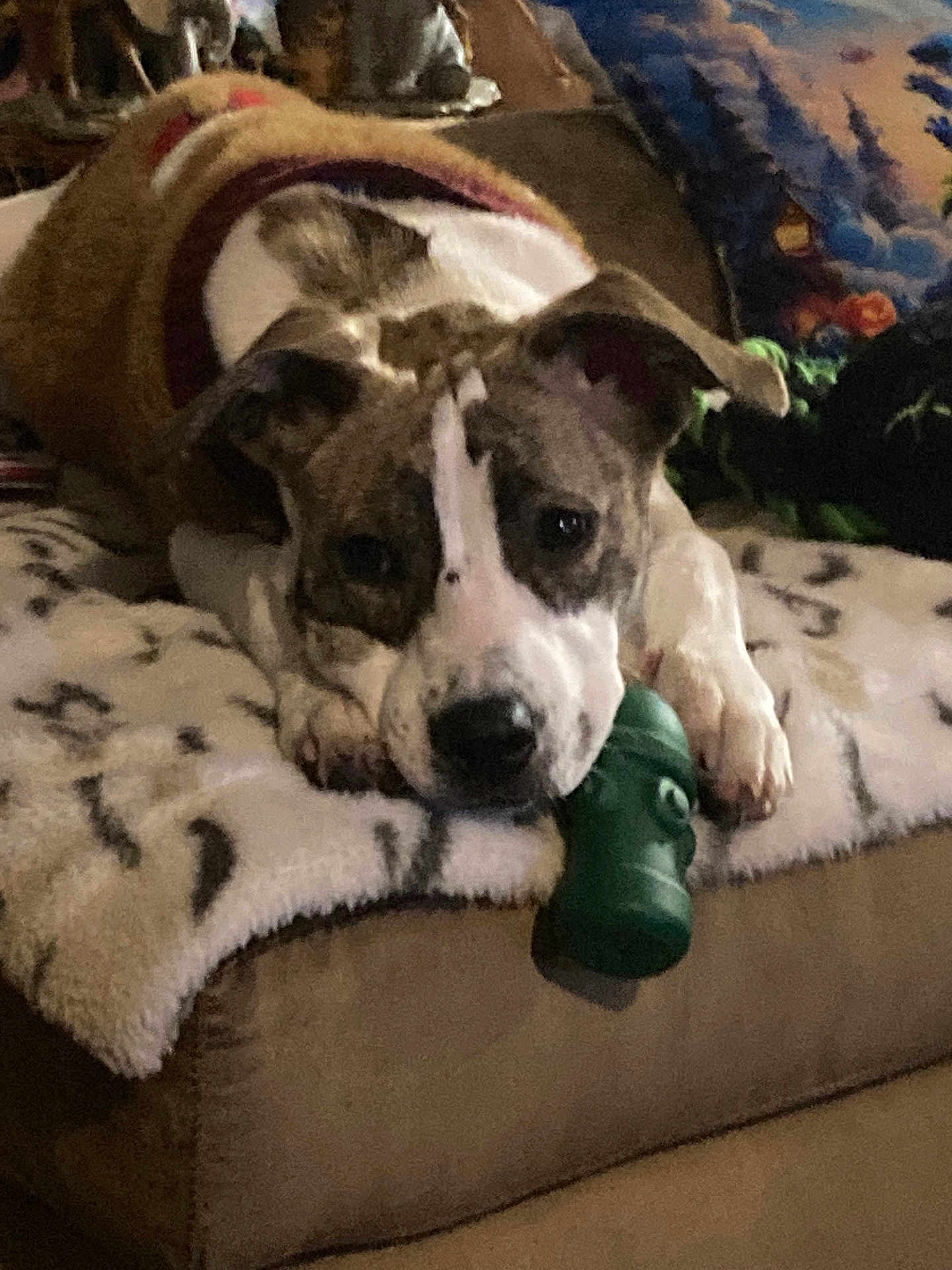 Toya is registered to the contest to win money with this photo: dog, animal, pet, couch, blanket, toy, indoor, cozy, brown, white, sweater, resting, paws, snout, ears, fur, home, comfort, relaxed, cute