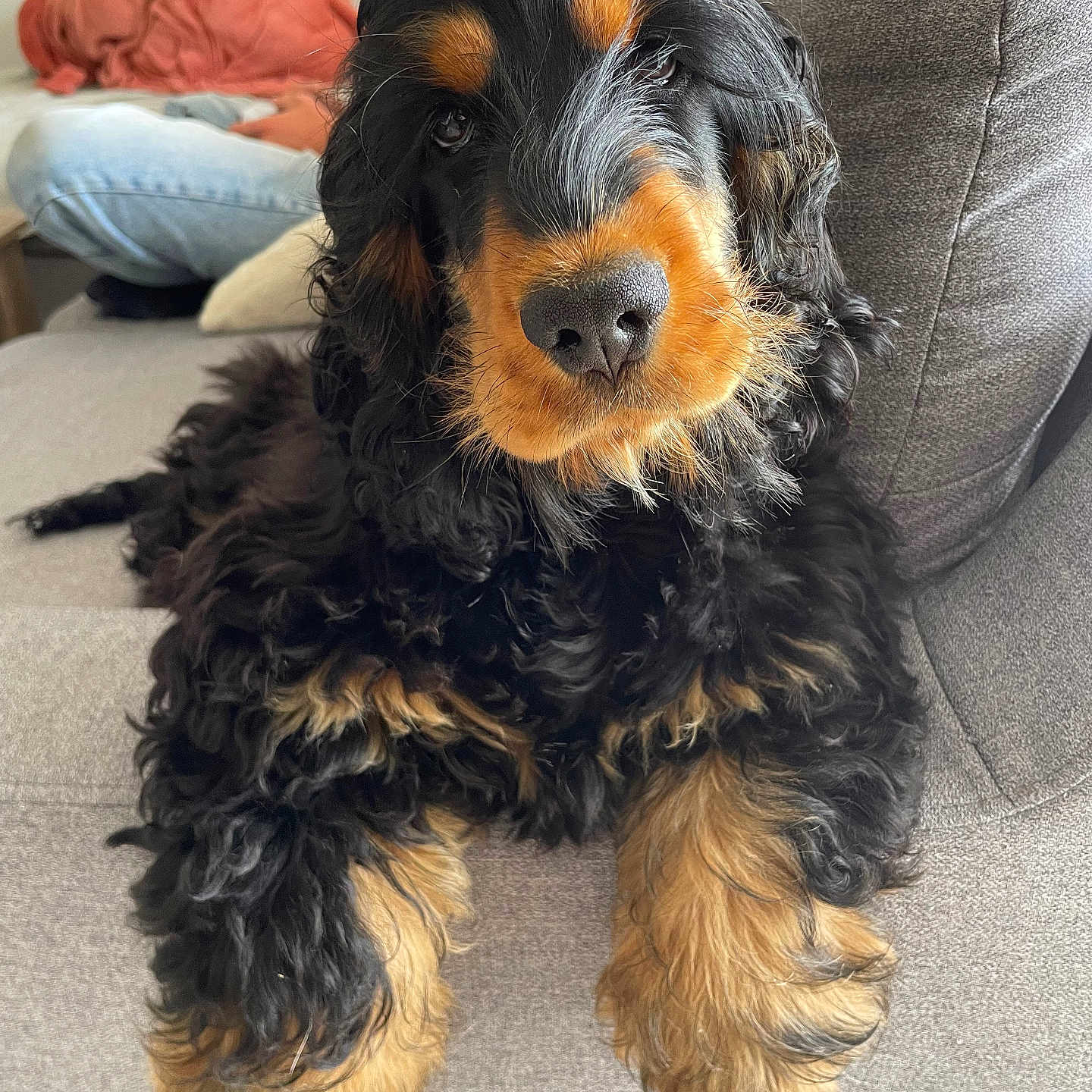 Milo a rejoint le concours — aidez-le/la à gagner de superbes lots ! animal, black, canine, closeup, companion, couch, curious, cute, dog, fluffy, fur, home, indoor, living_room, pet, portrait, relaxed, resting, soft, tan