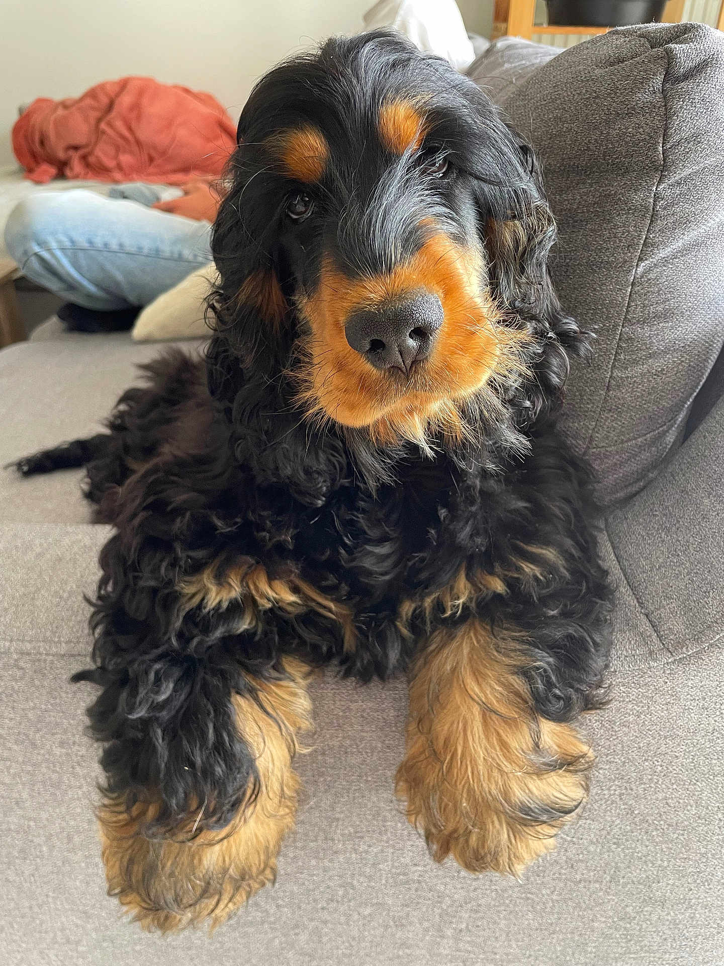 Milo a rejoint le concours — aidez-le/la à gagner de superbes lots ! dog, pet, couch, indoor, fluffy, black, tan, fur, closeup, animal, relaxed, cute, companion, portrait, canine, home, living_room, resting, soft, curious
