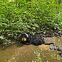 dog, mud, water, forest, greenery, puddle, canine, outdoor, nature, fur, wet, headscarf, muddy, relaxed, animal, leaves, trees, earth, adventure, pet