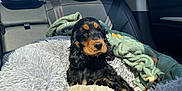 Milo participe au concours pour gagner de l'argent avec cette photo : puppy, dog, car_interior, blanket, stuffed_toy, backseat, sunlight, cozy, pet, black_and_tan, fur, seatbelt, window, daylight, resting, cute, animal, domestic_animal, travel, comfort