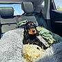 puppy, dog, car_interior, blanket, stuffed_toy, backseat, sunlight, cozy, pet, black_and_tan, fur, seatbelt, window, daylight, resting, cute, animal, domestic_animal, travel, comfort