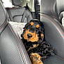 Milo participe au concours pour gagner de l'argent avec cette photo : puppy, dog, car_interior, leather_seat, black_and_tan, curly_fur, pet, animal, cute, cozy, seatbelt, window, backseat, resting, young_dog, fur, canine, domestic_animal, transport, travel