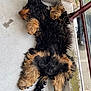 Milo participe au concours pour gagner de l'argent avec cette photo : dog, animal, pet, fluffy, black, tan, fur, balcony, relaxed, sleeping, curly_fur, outdoor, paw, tail, concrete_floor, railing, daylight, resting, cute, canine