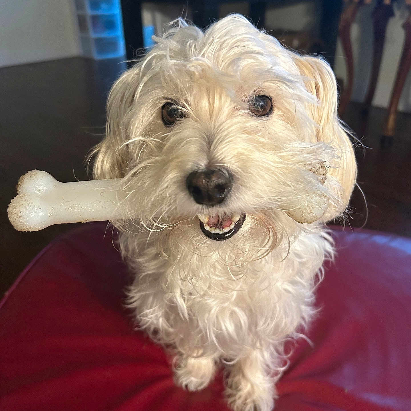 Oliver Grimm is registered to the contest to win money with this photo: animal, bone, canine, chewed_toy, close_up, companion, curly_fur, cute, dog, floor, furniture, furry, home, indoor, looking_up, pet, pet_toy, playful, red_cushion, white_dog