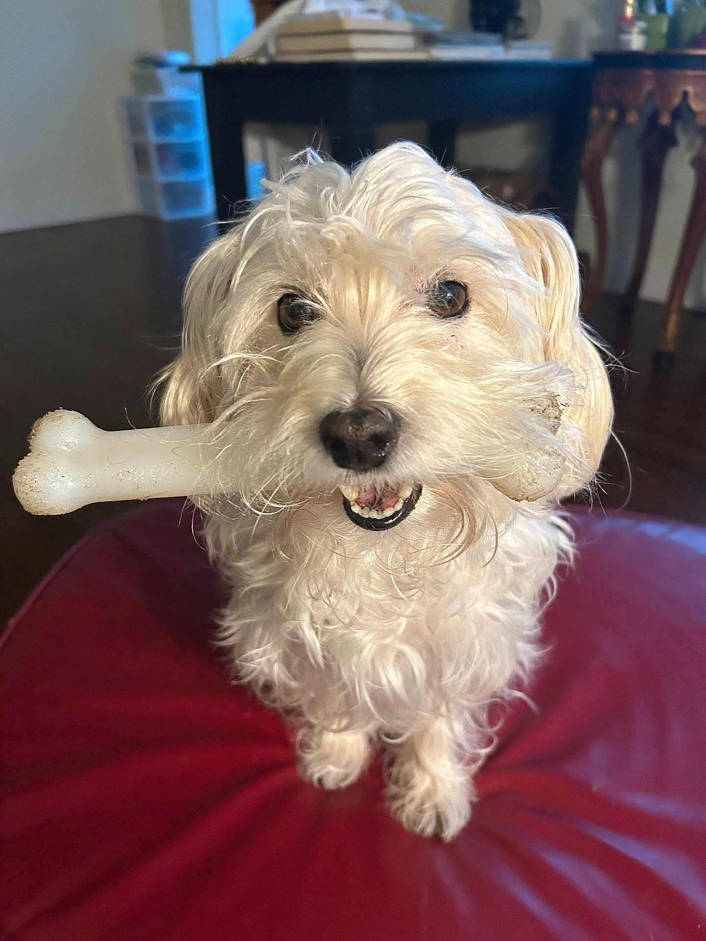 Oliver Grimm is registered to the contest to win money with this photo: dog, white_dog, bone, pet, indoor, red_cushion, curly_fur, playful, chewed_toy, pet_toy, animal, canine, furry, close_up, looking_up, floor, furniture, home, cute, companion