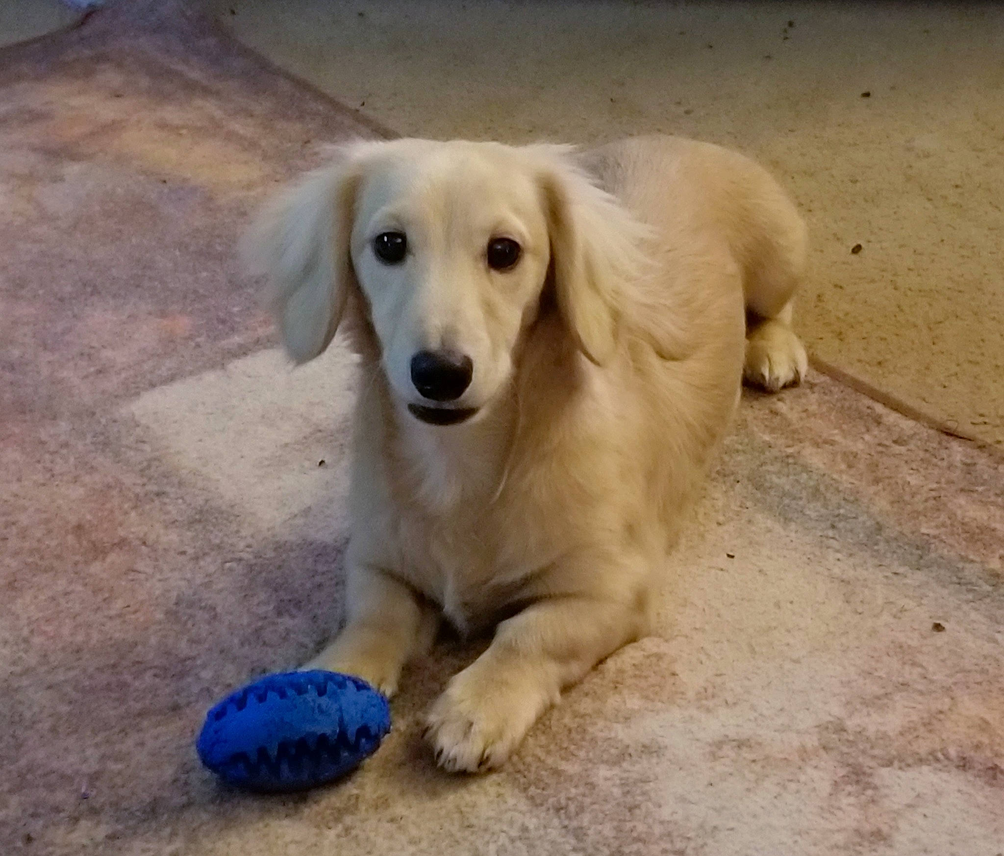 Brewster joined the competition — help win amazing prizes! adventure, canidae, carnivore, companion_dog, dog, dog_breed, fawn, flooring, golden_retriever, paw, photo_caption, plant, retriever, snout, sporting_group, tail, terrestrial_animal, whiskers, wildlife, working_animal