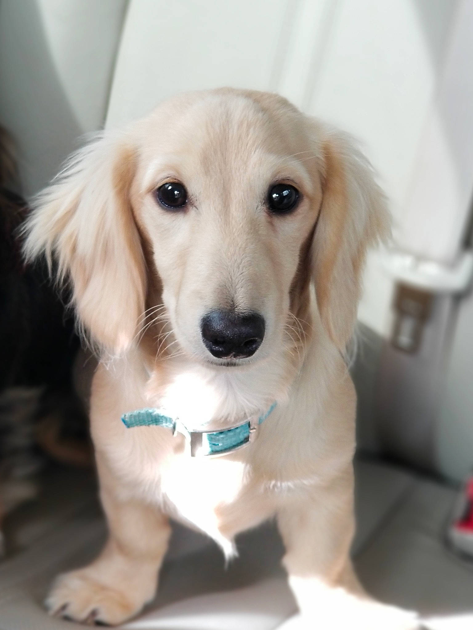 Brewster is registered to the contest to win money with this photo: canidae, carnivore, companion_dog, dog, dog_breed, dog_supply, eye, fawn, fur, pet_supply, snout, sporting_group, whiskers