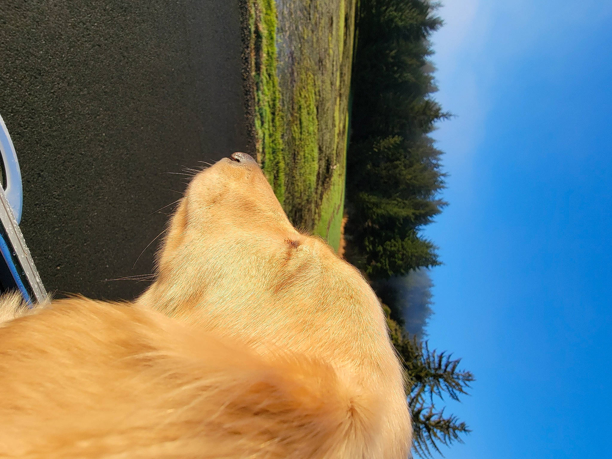 Brewster is registered to the contest to win money with this photo: canidae, carnivore, collar, companion_dog, dog, dog_breed, fawn, felidae, fur, grass, paw, plant, sky, snout, sporting_group, tail, tree, trunk, whiskers, wood