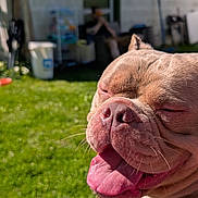Pita joined the competition — help win amazing prizes! dog, close_up, tongue_out, happy, sunlight, green_lawn, outdoor, pet, canine, blurred_background, person, house, chain_collar, grass, daylight, smiling, animal, portrait, summer, relaxing