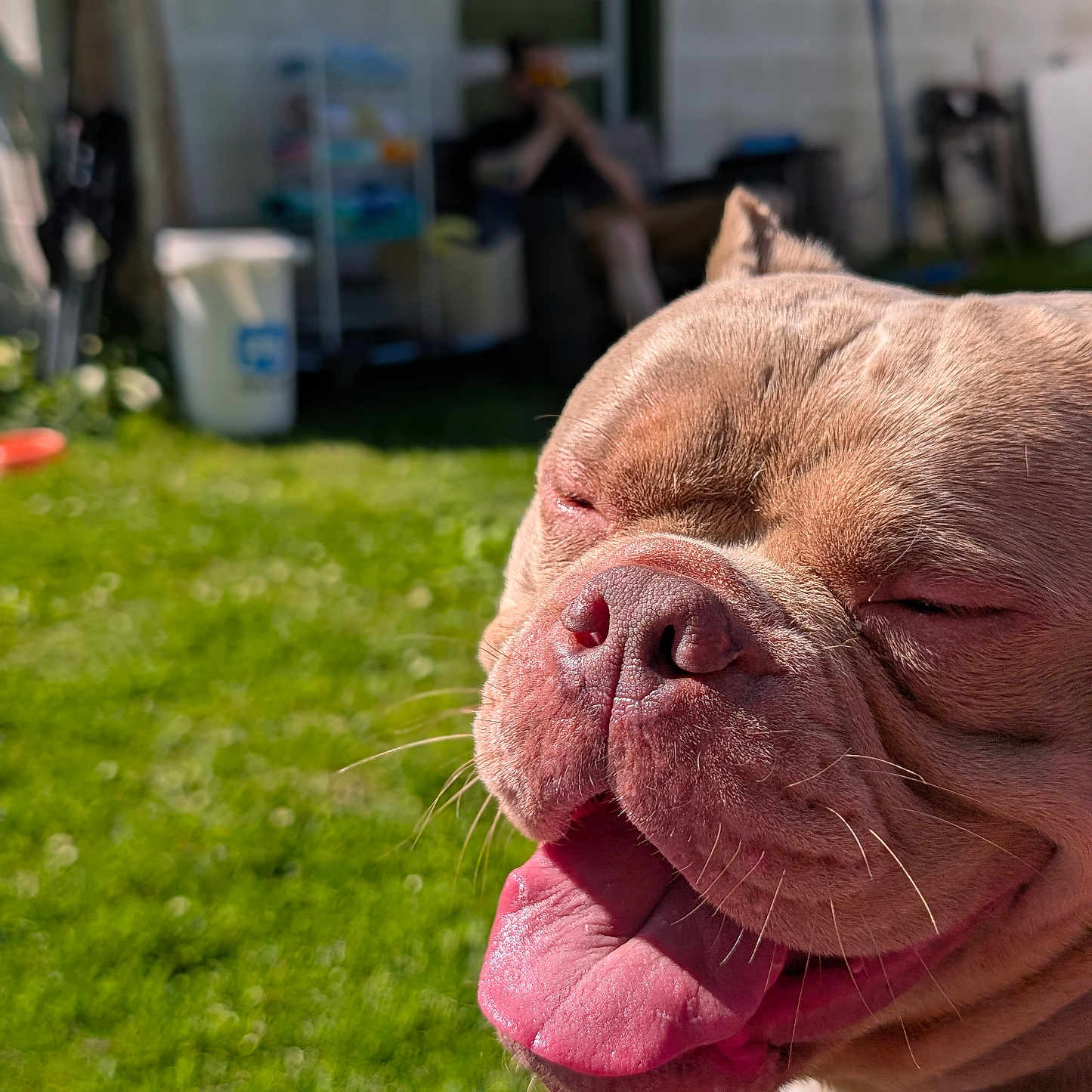 Pita joined the competition — help win amazing prizes! dog, close_up, tongue_out, happy, sunlight, green_lawn, outdoor, pet, canine, blurred_background, person, house, chain_collar, grass, daylight, smiling, animal, portrait, summer, relaxing