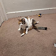 Purrl joined the competition — help win amazing prizes! cat, calico_cat, carpet, indoor, animal, pet, feline, floor, wall, baseboard, toy, grooming, paw, tail, sitting, cute, curious, fur, whiskers, ears