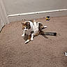 cat, calico_cat, carpet, indoor, animal, pet, feline, floor, wall, baseboard, toy, grooming, paw, tail, sitting, cute, curious, fur, whiskers, ears