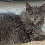 Gracie is registered to the contest to win money with this photo: cat, gray_cat, fluffy, sleeping, resting, pet, animal, indoor, carpet, feline, cute, cozy, relaxed, whiskers, ears, fur, domestic, mammal, quiet, peaceful