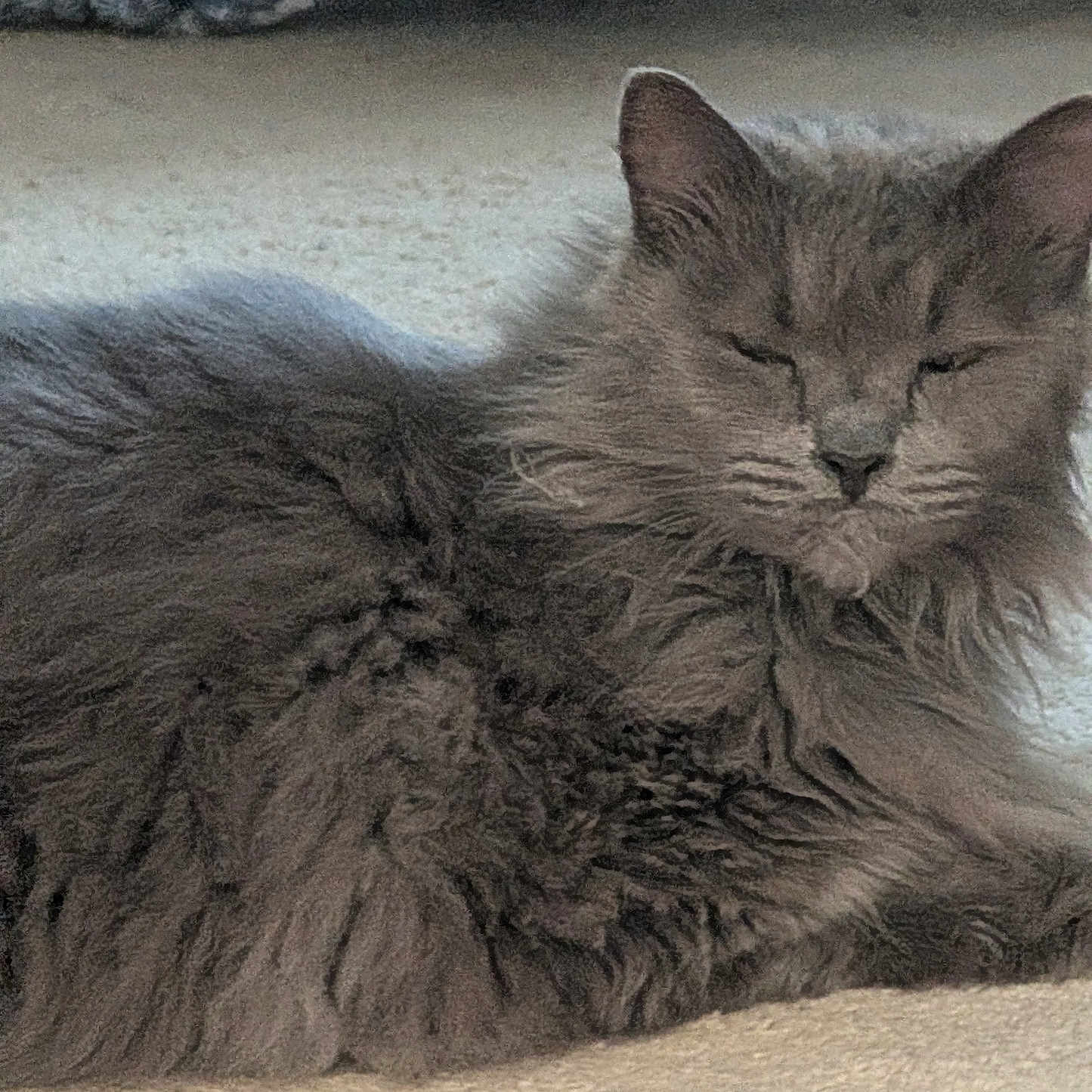 Gracie