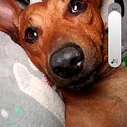 Sparky is registered to the contest to win money with this photo: dog, brown_dog, close_up, pet, lying_down, blanket, cozy, ears, animal, cute, fur, face, nose, indoor, resting, relaxed, canine, soft_texture, sleepy, companion