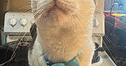 Dino joined the competition — help win amazing prizes! animal, appliance, blue_collar, cat, closeup, collar, curious, cute, domestic, face, feline, fur, household, indoor, kitchen, kitten, looking_up, pet, stove, whiskers