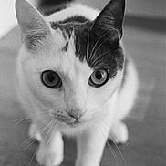 Dino joined the competition — help win amazing prizes! animal, black_and_white, cat, closeup, curious, domestic_cat, ears, eyes, face, feline, floor, focus, fur, indoor, pet, portrait, soft_light, two_tone, walking, whiskers