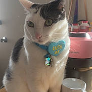 Dino is registered to the contest to win money with this photo: cat, feline, pet, collar, tag, green_eyes, whiskers, sitting, paws, table, wooden_table, mug, coffee_maker, espresso_machine, indoor, sunlight, shadow, portrait, pink_appliance, kitchen