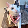 Dino joined the competition — help win amazing prizes! animal, bandana, cat, closeup, countertop, curious, cute, domestic_animal, feline, gray, household, indoor, kitchen, looking_up, mammal, paw, pet, pink, whiskers, white