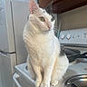 Dino is registered to the contest to win money with this photo: animal, black_spot, calm, cat, curious, domestic, ears, feline, frying_pan, household, indoor, kitchen, paws, pet, refrigerator, sitting, stove, whiskers, white_cat, wooden_cabinet