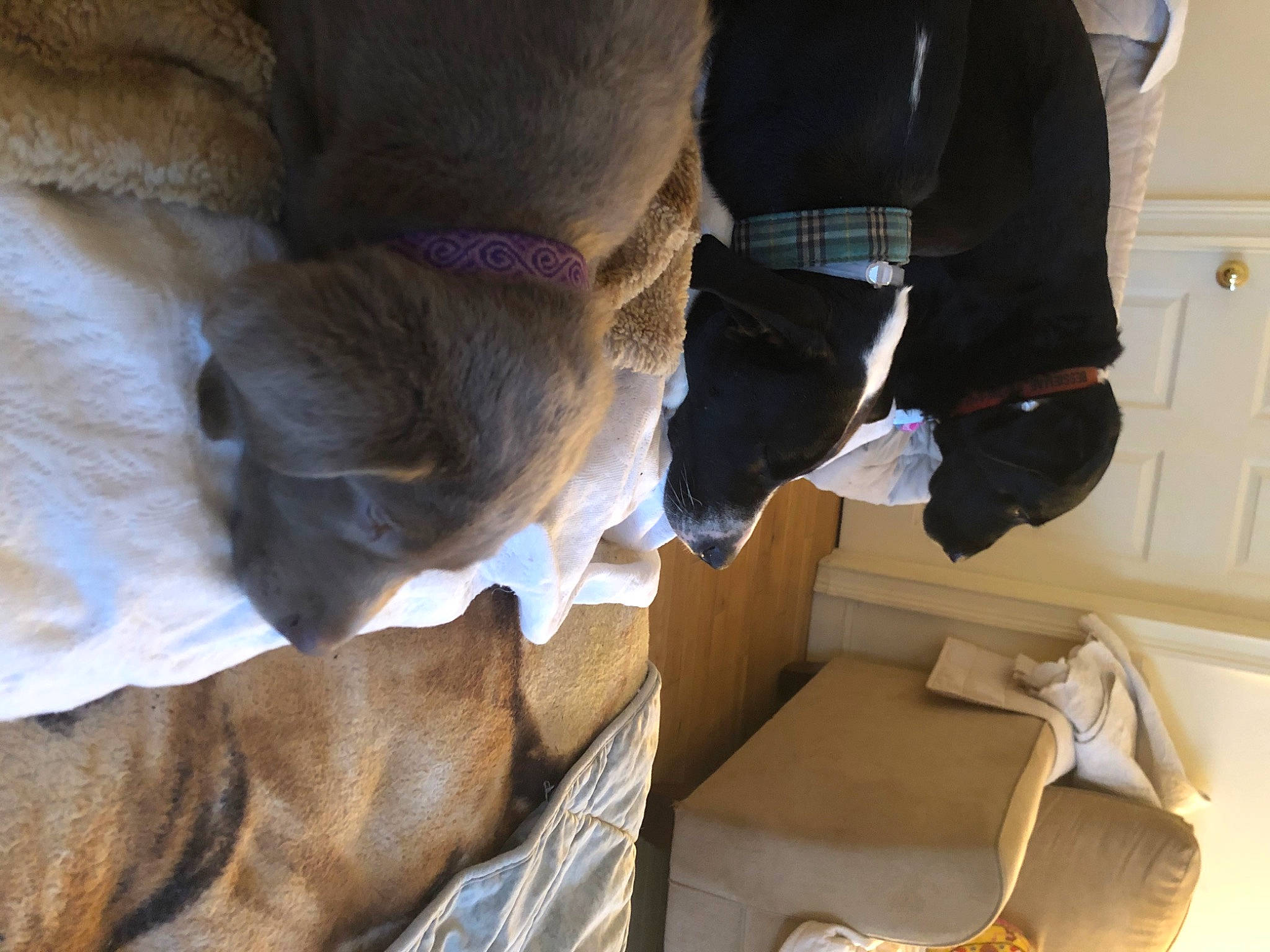 Violet is registered to the contest to win money with this photo: canidae, fawn, footwear, jeans, leg, shoe, sporting_group