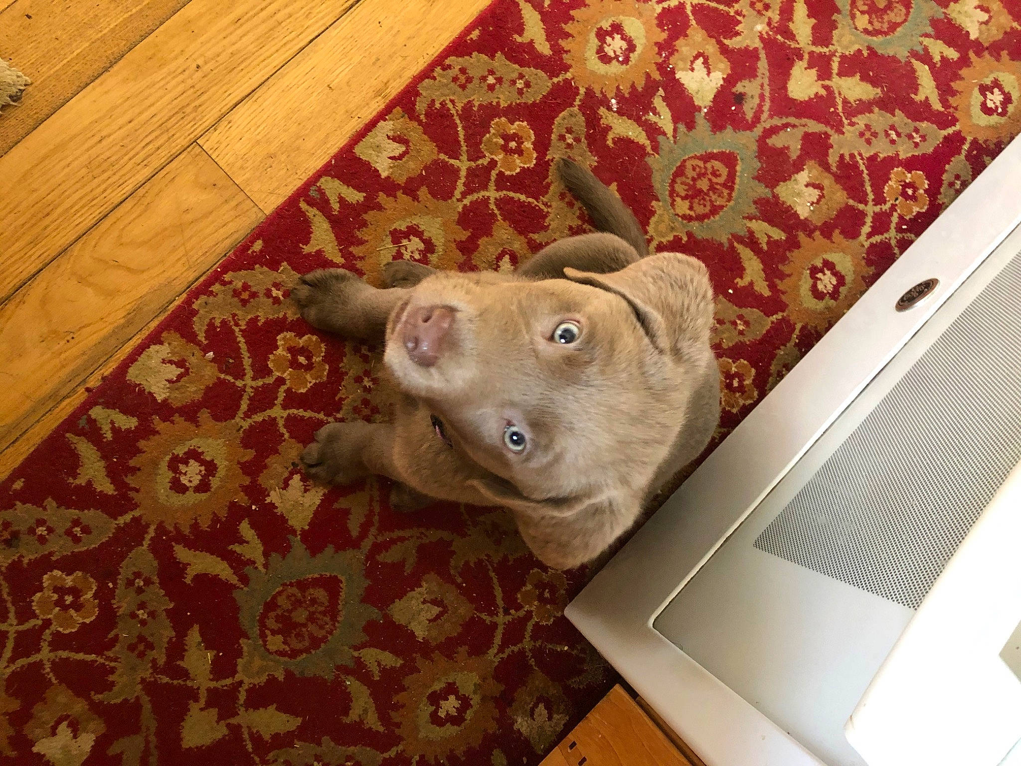 Violet joined the competition — help win amazing prizes! american_pit_bull_terrier, canidae, carnivore, dog, dog_breed, fawn, mammal, non_sporting_group, pit_bull, puppy, snout, sporting_group, vertebrate, weimaraner