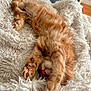 kitten, cat, orange_cat, feline, pet, sleeping, stretching, paw, fur, blanket, soft_texture, cozy, indoor, cute, whiskers, pink_nose, relaxed, nap, home, comfort