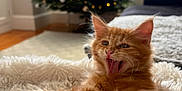 Tango joined the competition — help win amazing prizes! blanket, cat, christmas_tree, cozy, cute, decorations, feline, fluffy, furniture, holiday, home, indoor, kitten, lights, living_room, orange_cat, pet, soft_focus, window, yawning