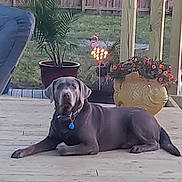 Chinook is registered to the contest to win money with this photo: animal_companion, backyard, collar, deck, dog, fence, flamingo_lawn_decor, flowers, lawn, lawn_decor, laying_down, ornament, outdoor, pet, planter, porch, potted_plant, relaxed, tag, wooden_deck