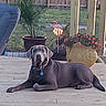 animal_companion, backyard, collar, deck, dog, fence, flamingo_lawn_decor, flowers, lawn, lawn_decor, laying_down, ornament, outdoor, pet, planter, porch, potted_plant, relaxed, tag, wooden_deck