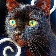 Zizou participe au concours pour gagner de l'argent avec cette photo : cat, black_cat, close_up, yellow_eyes, whiskers, fur, portrait, animal, pet, face, ears, nose, outdoor, iron_fence, decorative, background, focus, sharp, bright_eyes, curious