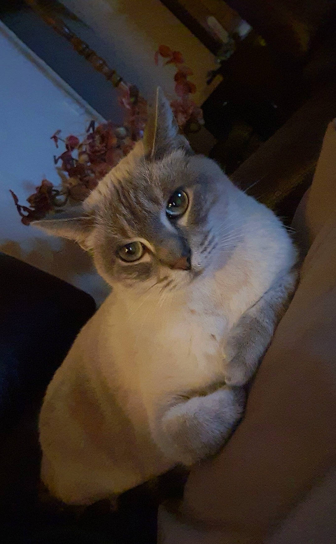 Neige a rejoint le concours — aidez-le/la à gagner de superbes lots ! antler, art, carnivore, cat, domestic_short_haired_cat, ear, fawn, feather, felidae, fur, room, shelf, small_to_medium_sized_cats, snout, tail, twig, visual_arts, whiskers, window, wood