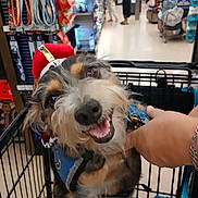 Whiskey joined the competition — help win amazing prizes! dog, shopping_cart, pet, store, aisle, person, hand, crown_hat, smiling, happy, fur, collar, leash, shopping, blurred_background, indoor, retail, blue, accessory, animal