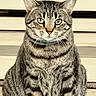 Miau Miau joined the competition — help win amazing prizes! animal, cat, close_up, collar, cute, domestic_cat, ears, face, feline, fur, green_eyes, indoor, looking_at_camera, pet, portrait, serious, sitting, striped, tabby_cat, whiskers