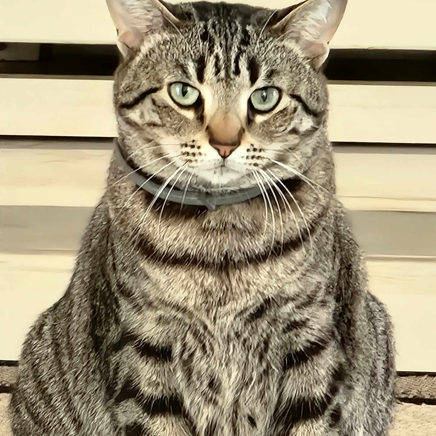 Miau Miau