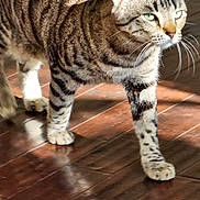 Miau Miau joined the competition — help win amazing prizes! animal, cat, closeup, confident, domestic_cat, feline, flooring, focused, green_eyes, house, indoor, paws, pet, reflection, striped_fur, sunlight, tabby, walking, whiskers, wooden_floor