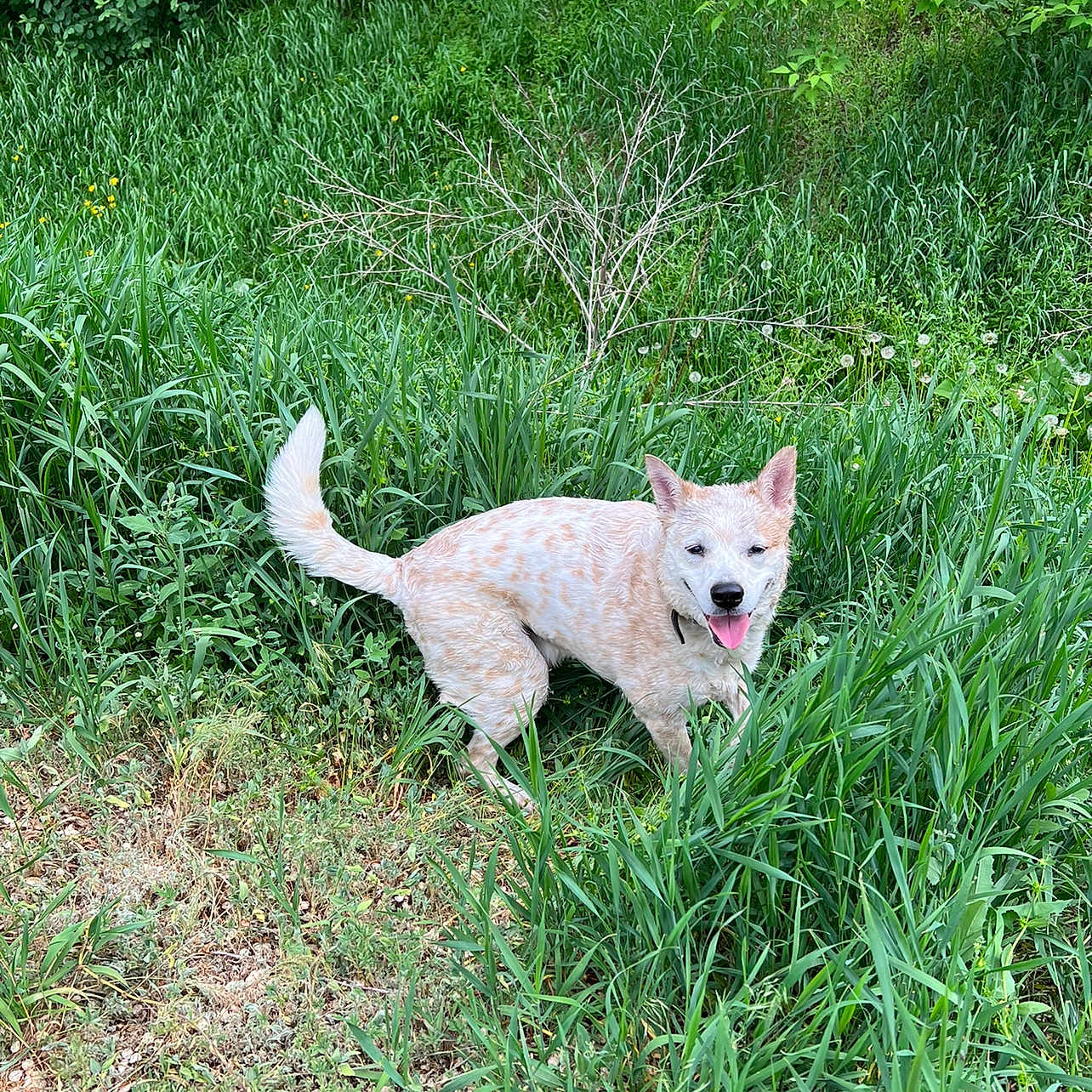Zeus is registered to the contest to win money with this photo: animal, canine, daylight, dog, ears, field, fur, grass, greenery, happy, nature, outdoor, pet, plants, playful, smiling, speckled, summer, tail, tongue_out