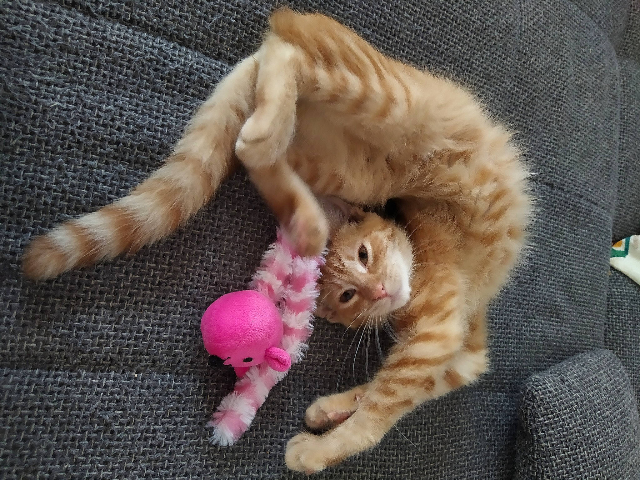 Bibou participe au concours pour gagner de l'argent avec cette photo : carnivore, cat, cat_bed, cat_toy, claw, comfort, companion_dog, domestic_short_haired_cat, fawn, felidae, foot, fur, gesture, nap, paw, small_to_medium_sized_cats, snout, tail, toy, whiskers