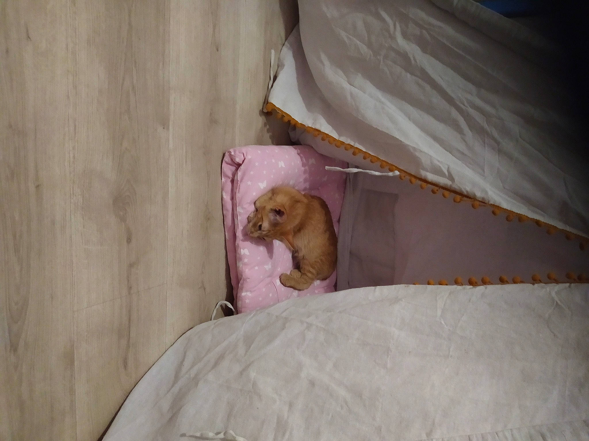 Bibou a rejoint le concours — aidez-le/la à gagner de superbes lots ! bedding, carnivore, comfort, companion_dog, corgi_chihuahua, dog_breed, fawn, felidae, fur, hardwood, linens, liver, room, small_to_medium_sized_cats, tail, terrestrial_animal, toy_dog, whiskers, wood