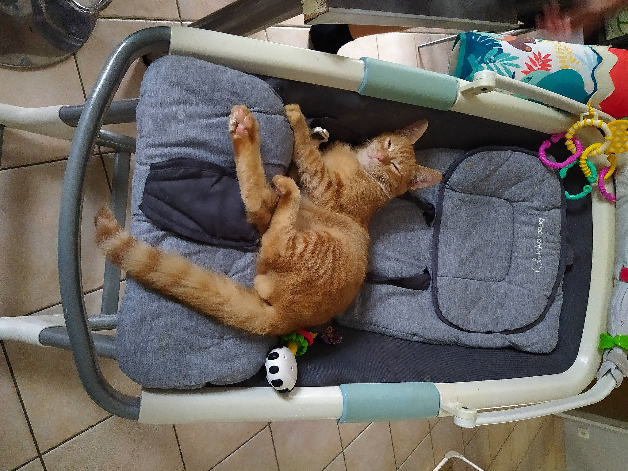 Bibou a rejoint le concours — aidez-le/la à gagner de superbes lots ! auto_part, automotive_exterior, bag, baggage, car_seat, carnivore, cat, comfort, felidae, fur, human_leg, lap, luggage_and_bags, motor_vehicle, sitting, small_to_medium_sized_cats, sporting_group, tire, vehicle, vehicle_door
