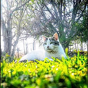 Jingle a rejoint le concours — aidez-le/la à gagner de superbes lots ! animal, cat, daylight, feline, flora, flower, garden, grass, greenery, lying_down, mammal, nature, outdoor, peaceful, pet, relaxation, scenery, spring, sunlight, tree