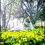 animal, cat, daylight, feline, flora, flower, garden, grass, greenery, lying_down, mammal, nature, outdoor, peaceful, pet, relaxation, scenery, spring, sunlight, tree